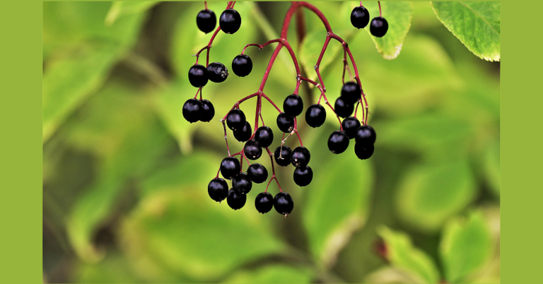 Elderberry Benefits You Should Know About In 2024